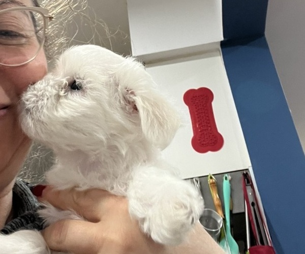 Medium Photo #1 Maltese Puppy For Sale in STATEN ISLAND, NY, USA