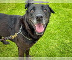Small Labrador Retriever Mix