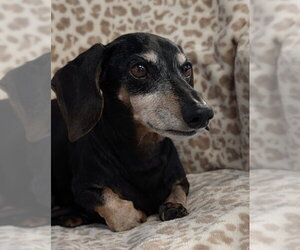 Dachshund Dogs for adoption in Shelbyville, TN, USA
