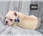 Small Photo #4 Boston Terrier Puppy For Sale in MINERAL WELLS, WV, USA