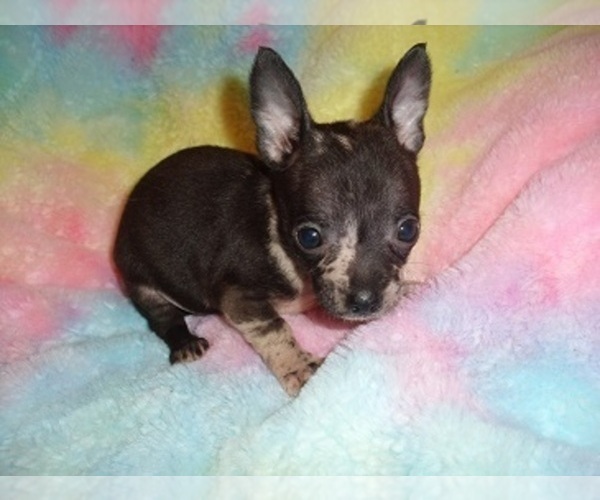 Medium Photo #4 Chihuahua Puppy For Sale in JACKSON, MS, USA