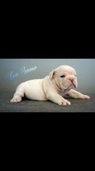 Bulldog Puppy for sale in Frankfort, IL, USA