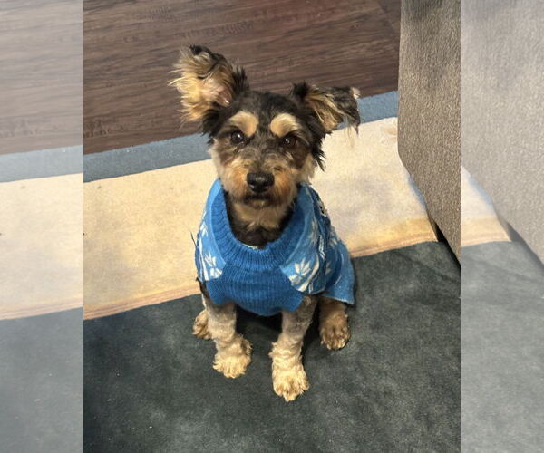 Medium Photo #2 - Mix Puppy For Sale in Lenoir, NC, USA