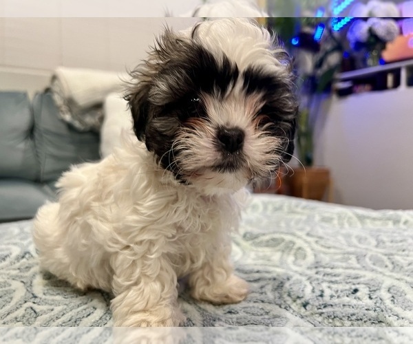Medium Photo #3 Zuchon Puppy For Sale in RENO, NV, USA