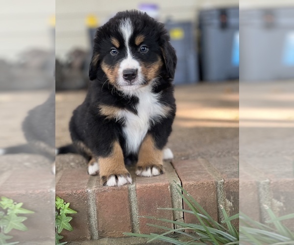 Medium Photo #1 Bernese Mountain Dog Puppy For Sale in LANCASTER, SC, USA