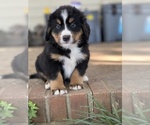 Small Photo #1 Bernese Mountain Dog Puppy For Sale in LANCASTER, SC, USA