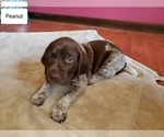 Small Photo #2 German Shorthaired Pointer Puppy For Sale in HARMONY, PA, USA