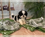 Small Photo #6 Shih Tzu Puppy For Sale in WINSTON SALEM, NC, USA