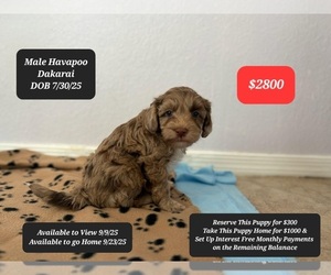 Poovanese Puppy for sale in TUCSON, AZ, USA