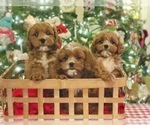 Small Photo #9 Cavapoo Puppy For Sale in BOWLING GREEN, KY, USA