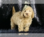 Small Photo #77 Goldendoodle (Miniature) Puppy For Sale in WARSAW, IN, USA