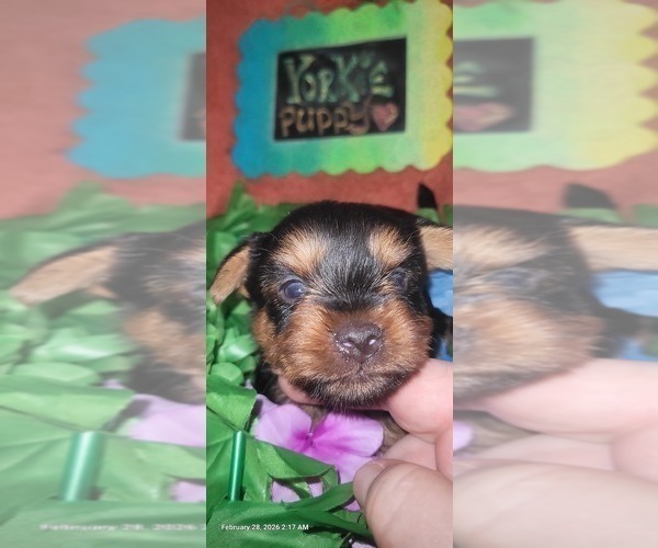 Medium Photo #10 Yorkshire Terrier Puppy For Sale in AKRON, OH, USA