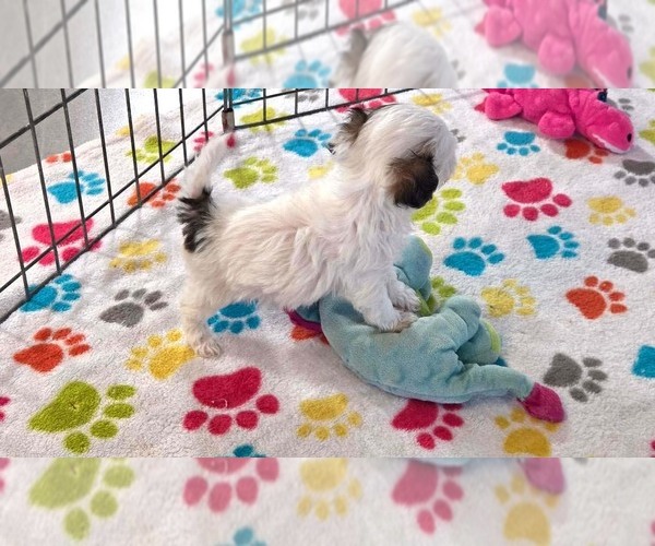 Medium Photo #4 Havapoo Puppy For Sale in ORO VALLEY, AZ, USA