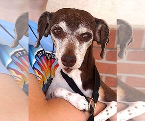 Alina - Female Jack Russell Terrier-Unknown Mix Dog for Adoption - Photo #6