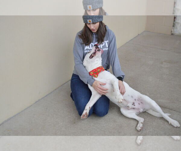 Medium Photo #2 Mutt Puppy For Sale in McKinney, TX, USA