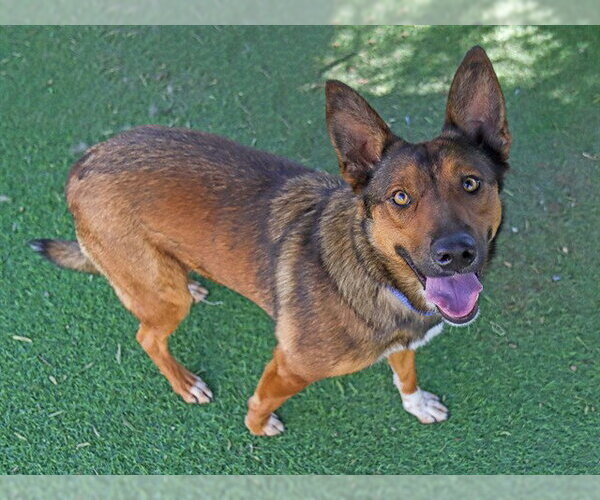 Medium Photo #1 German Shepherd Dog-Unknown Mix Puppy For Sale in Ojai, CA, USA