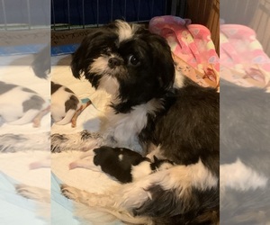 Mother of the Shih Tzu puppies born on 04/10/2022