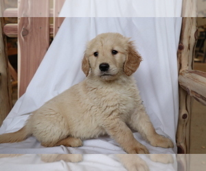 Golden Retriever Puppy for sale in SHILOH, OH, USA