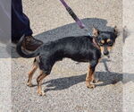 Small #5 Italian Greyhound-Miniature Pinscher Mix