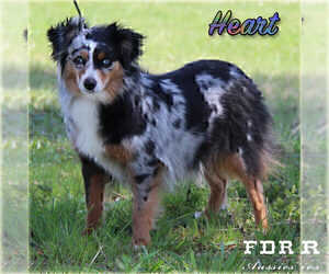 Mother of the Miniature Australian Shepherd puppies born on 03/17/2025