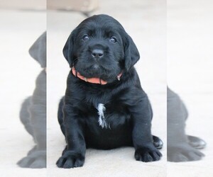 Labrador Retriever-Wirehaired Pointing Griffon Mix Puppy for sale in COLORADO SPRINGS, CO, USA