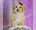 Puppy Minnie F1B Maltipoo (Toy)