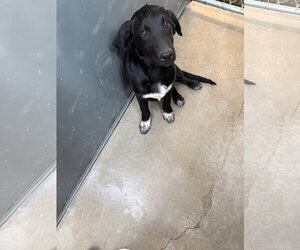 Labrador Retriever-Unknown Mix Dogs for adoption in Monte Vista, CO, USA