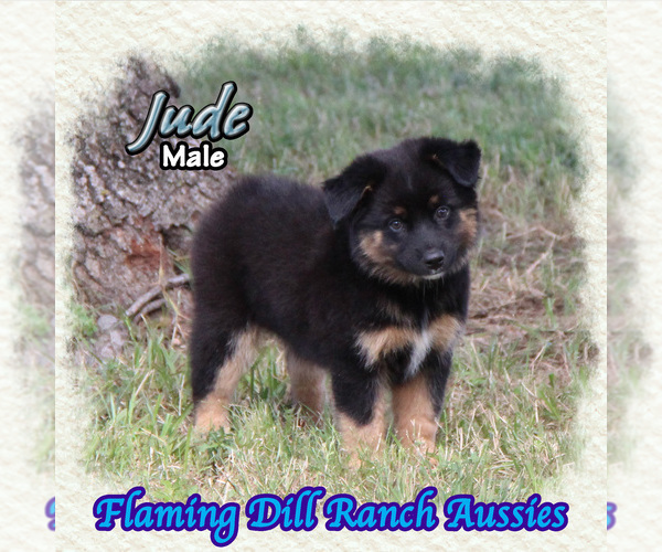 Medium Photo #1 Miniature Australian Shepherd Puppy For Sale in FORESTBURG, TX, USA