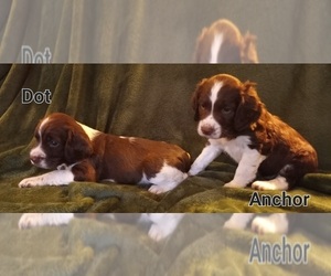 English Springer Spaniel Puppy for sale in LEWISBERRY, PA, USA