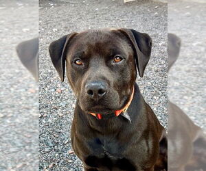 American Pit Bull Terrier-Labrador Retriever Mix Dogs for adoption in Webster, WI, USA