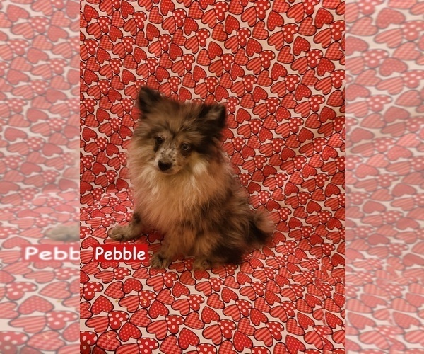 Medium Photo #4 Pomeranian Puppy For Sale in CLARKSVILLE, TN, USA