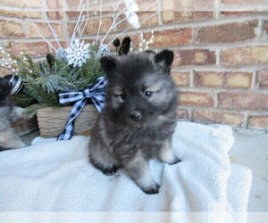 Keeshond Puppy for sale in PORT ROYAL, PA, USA