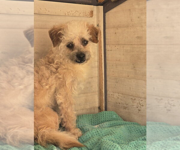 Medium Photo #2 Poodle (Miniature)-Unknown Mix Puppy For Sale in Pacifica, CA, USA