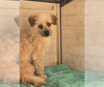 Small #1 Poodle (Miniature) Mix