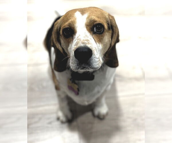 Medium Photo #2 Beagle Puppy For Sale in Tucson, AZ, USA