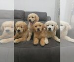 Small #4 English Cream Golden Retriever
