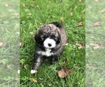 Small Photo #7 Bernedoodle Puppy For Sale in STEWARTSVILLE, NJ, USA