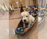 Small Photo #109 Golden Retriever Puppy For Sale in CARLSBAD, CA, USA
