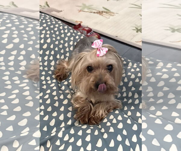 Medium Photo #2 Mutt Puppy For Sale in Spring, TX, USA