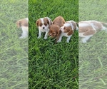 Small #3 Cavalier King Charles Spaniel