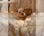 Small Photo #22 English Bulldog Puppy For Sale in ALBUQUERQUE, NM, USA