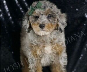 Medium Poodle (Miniature)