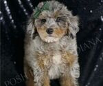 Puppy Koda AKC Poodle (Miniature)