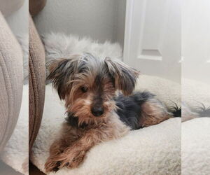 Mutt Dogs for adoption in Bon Carbo, CO, USA