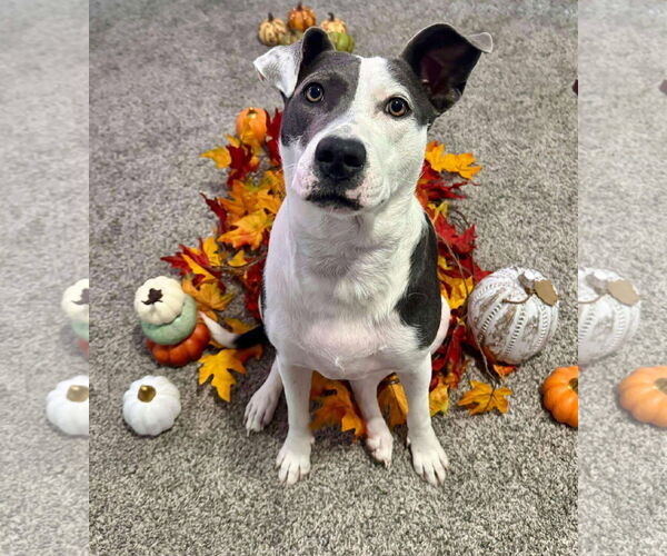 Medium Photo #1 American Pit Bull Terrier-Unknown Mix Puppy For Sale in Germantown, OH, USA