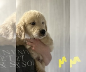 Golden Retriever Puppy for Sale in MARSHFIELD, Missouri USA