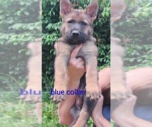 German Shepherd Dog Puppy for sale in BEAVER FALLS, PA, USA