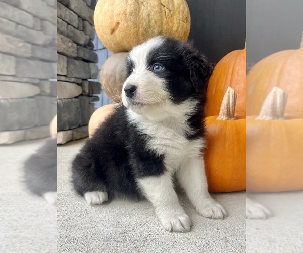Medium Photo #7 Australian Shepherd Puppy For Sale in LODA, IL, USA