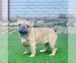 French Bulldog Puppy for sale in HOUSTON, TX, USA