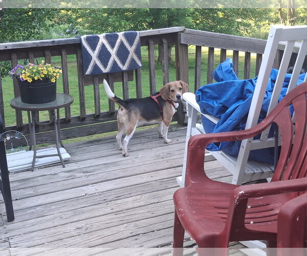 Medium Photo #4 Beagle Puppy For Sale in Coldwater, MI, USA